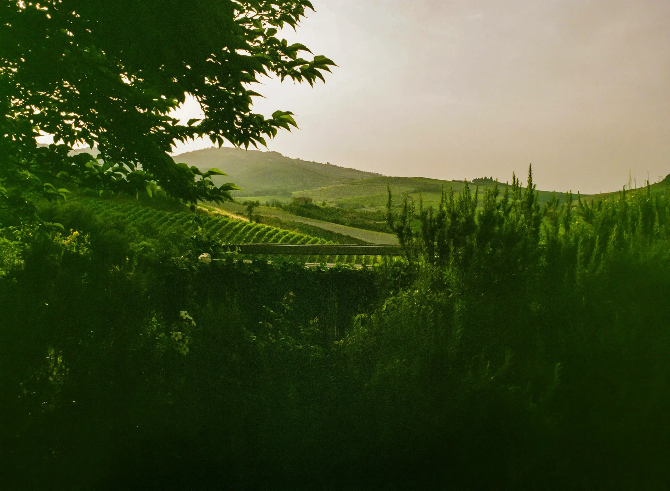scenic aerial view of Woodinville wine country with tasting room clusters, evergreen trees, winding roads, and soft late-afternoon sunlight over Washington landscape